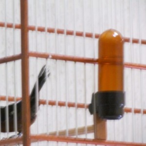 Criatório Almirante